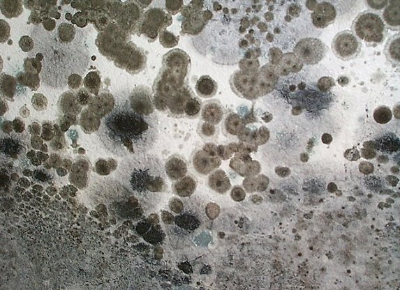 black mold