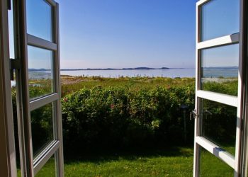 Black Mold Health Effects and Remediation Tips